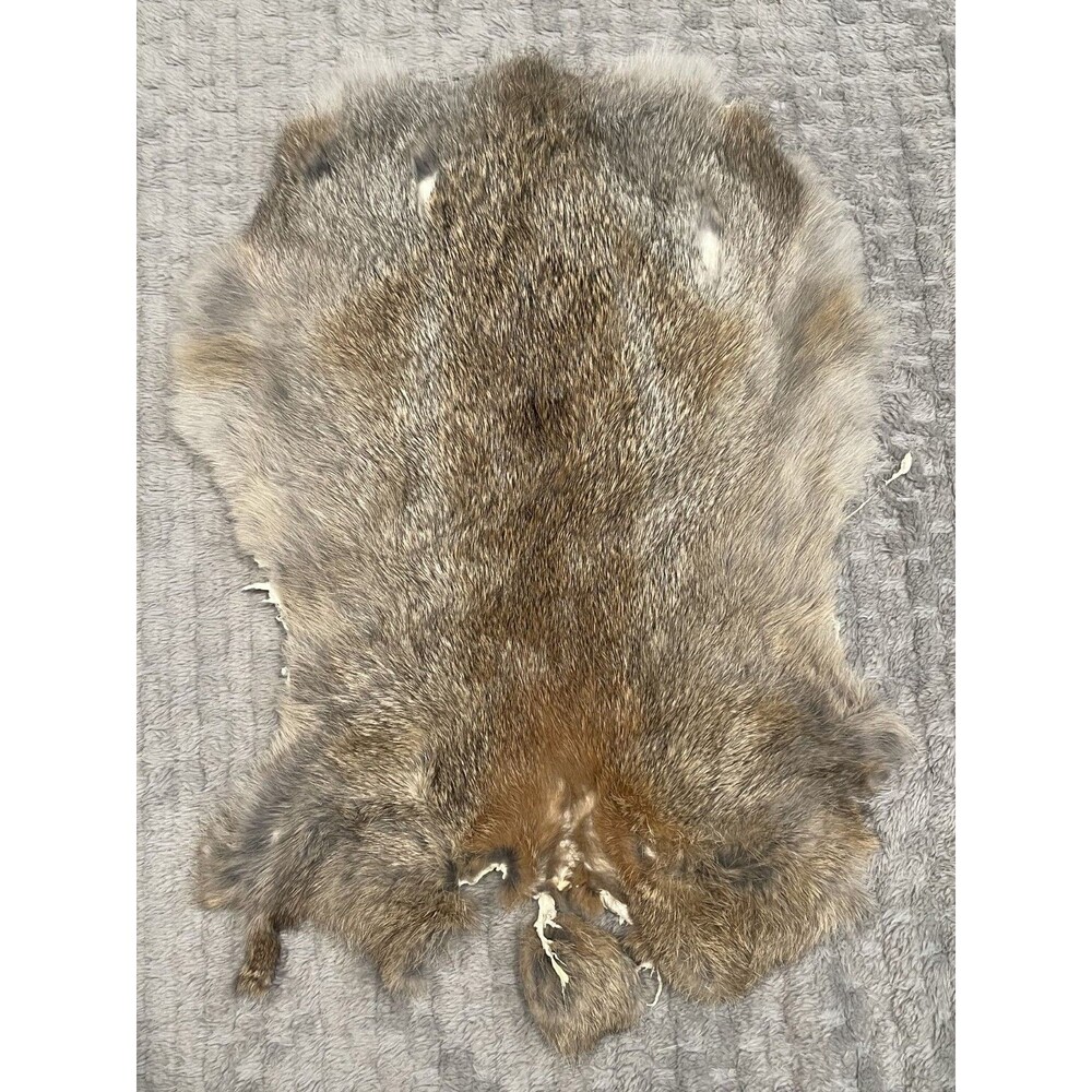 Genuine Rabbit Pelt Gray Brown Tanned Real Fur Hide Taxidermy Oddities Curios